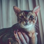 Без кота и жизнь не та, или Выставка кошек 2017 Выставка кошек 2017