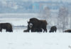 Зубр — один из главных символов Беларуси Где посмотреть зубров в Беларуси