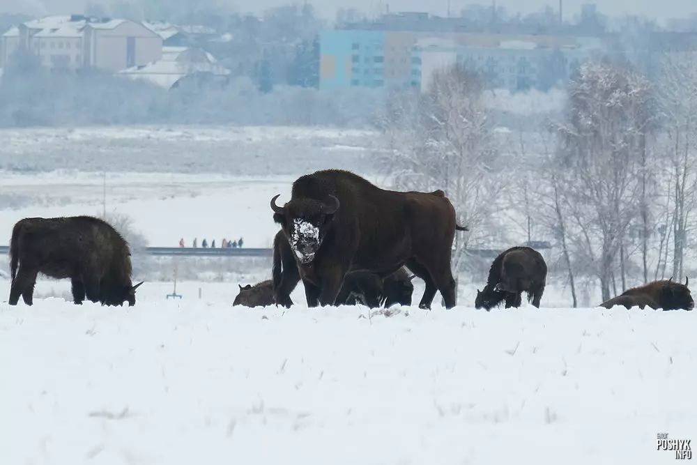 Where to see bison in Belarus