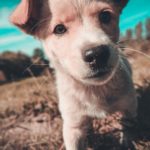 факты о щенках