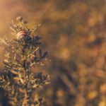 10 видов животных, которых больше не встретить в Беларуси черная книга беларуси