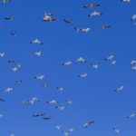 Топ – 5 редких птиц Беларуси, которых можно не увидеть