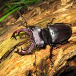 Необычное насекомое Жук-олень Жук-олень