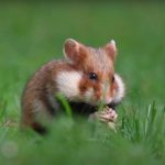 Обыкновенный хомяк объявлен в розыск! Хомяк Обыкновенный в Беларуси