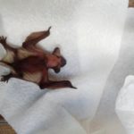 Нашли летучего мышонка - рассказываем как помочь и вернуть маме