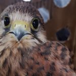 Что делать, если вы видите на земле птенца пустельги?