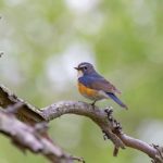 Новый вид птиц в Беларуси - видели “синюю птицу” - Синехвостка