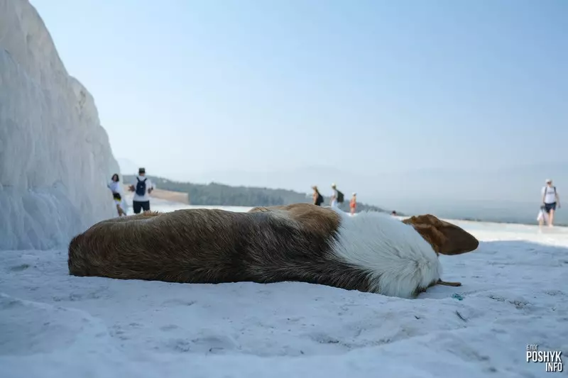 Водгук аб Памаккуле