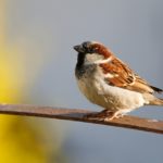 Птицы врезаются в окна – как их спасти?