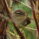 Новый вид птиц Беларуси: гость из Сибири - толстоклювая пеночка