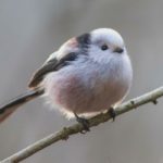 Птушкі супраць кепскага настрою і восеньскай шэрасці – Птушкажарт Птушкажарт