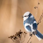 У Беларусі аб’явілі птушку 2022 года – вось 10 фактаў пра яе У Беларусі аб’явілі птушку 2022 года – вось 10 фактаў пра яе