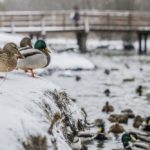 Сколько лебедей и уток зимует в стране? Узнаем вместе!
