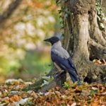 В Беларуси объявили сразу птиц 2023-2024-2025 годов