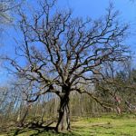 Старинный дуб в деревне Карпиловка