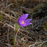 Необычные дикорастущие растения Беларуси