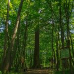 Самое старое дерево в Беларуси – царь-дуб “Пожежинский” Самое старое дерево Беларуси