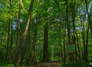 Самое старое дерево в Беларуси – царь-дуб “Пожежинский” Самое старое дерево Беларуси