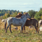 Тарпановидные лошади – необычные обитатели Налибокской пущи Тарпановидные лошади