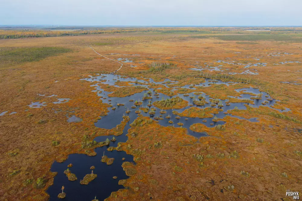 Amazing Yelnya swamp