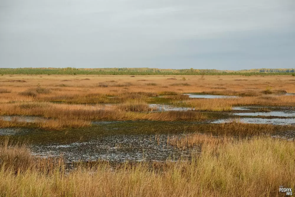 What does the Yelnya swamp look like?