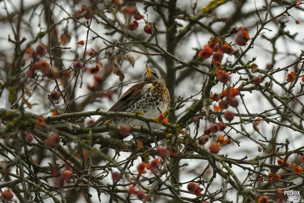 Дрозд-рабіннік Фота дрозд-рабіннік