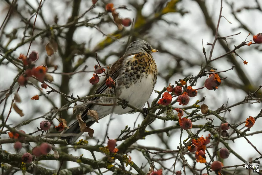 Як выглядае дрозд-рабіннік (Turdus pilaris)? Turdus pilaris