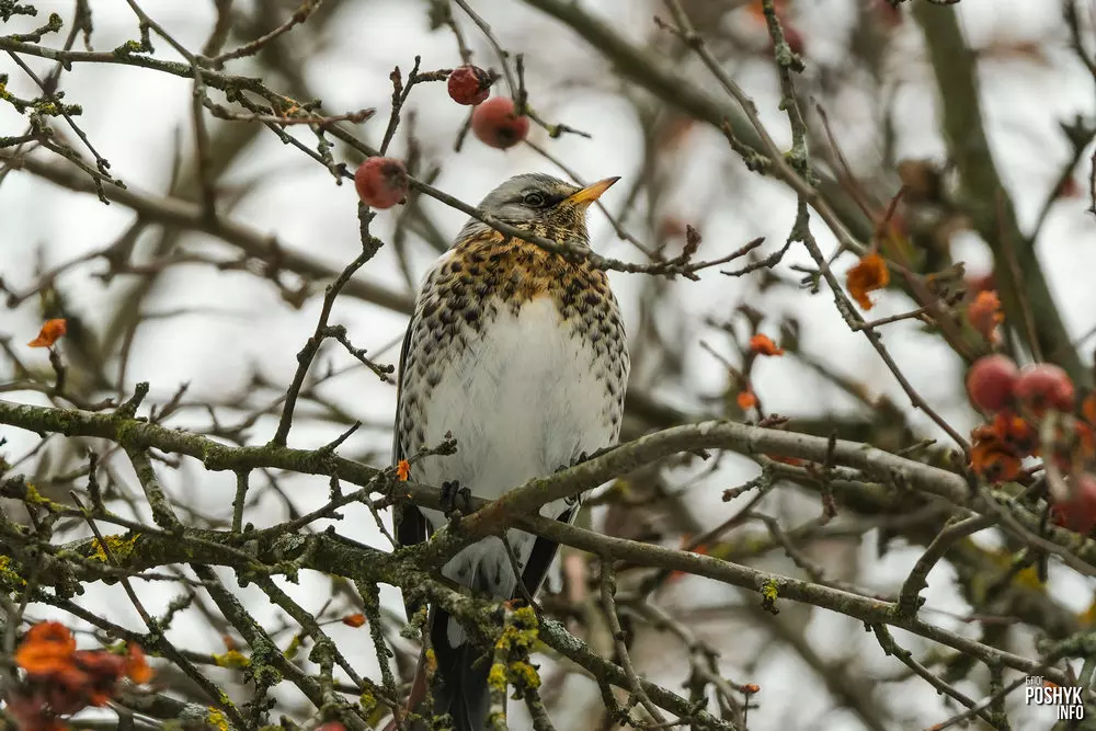 Як выглядае дрозд рабіннік (Turdus pilaris)? Як выглядае дрозд рабіннік (Turdus pilaris)?
