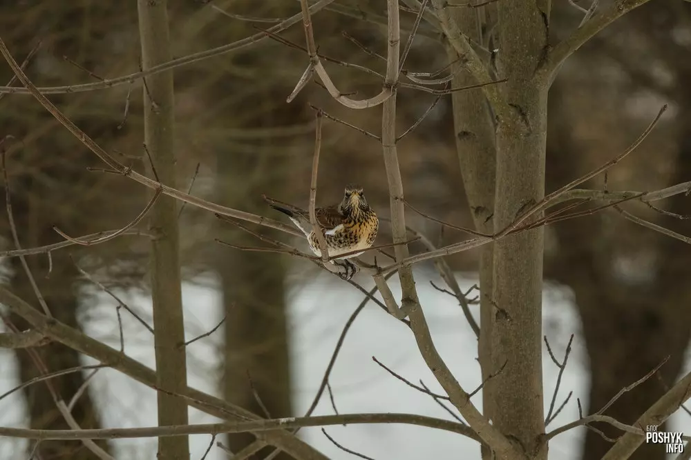 Дрозд рабіннік - Turdus pilaris Дрозд рабіннік - Turdus pilaris