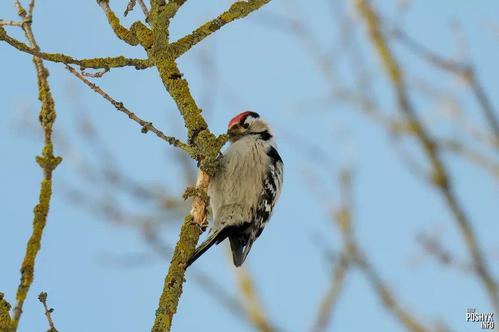 Малый дятел | Малы дзяцел | Picoides minor