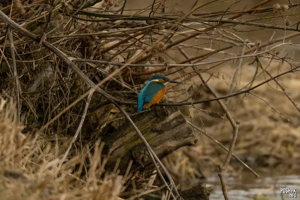 Дзе жыве зімародак звычайны ў Беларусі?