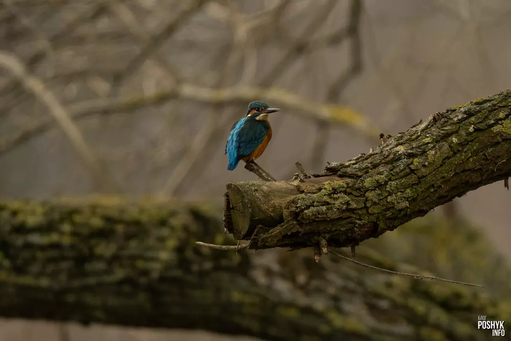 Як выглядае зімародак звычайны