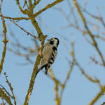 Пёстрый большой дятел и малый: как выглядят и чем различаются? Пёстрый большой и малый дятел