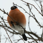 Обыкновенный снегирь (Pyrrhula pyrrhula) – как выглядит? Красивая птица с красным брюшком