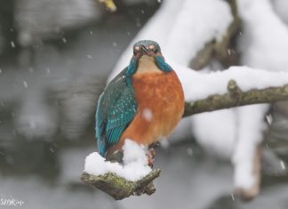 Зимородок (Alcedo atthis) – как выглядит? Птица Зимородок