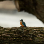 Зимородок (Alcedo atthis) – как выглядит? Зимародок Alcedo atthis