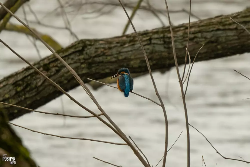 Зімародак звычайны фота