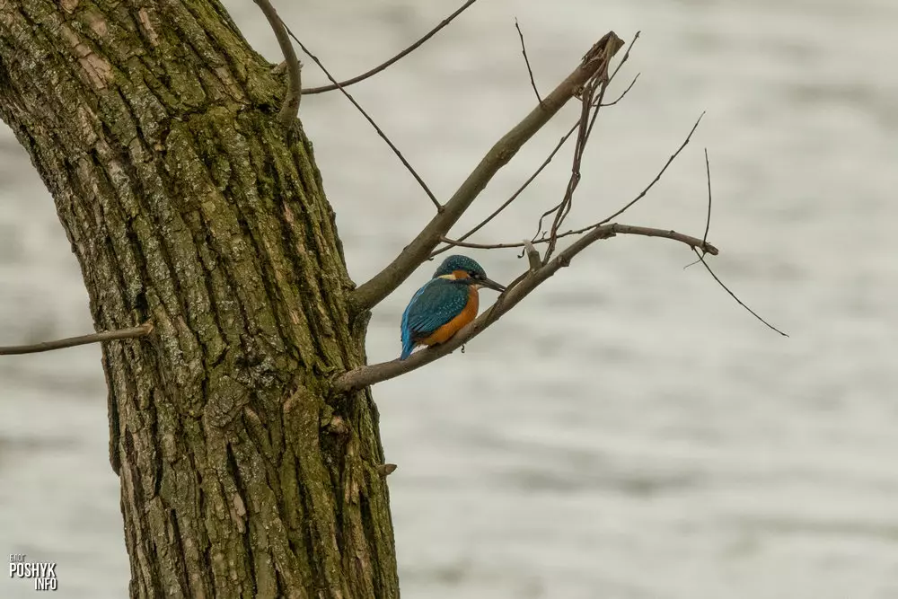 Што за птушка зімародак?