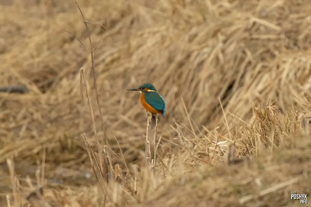 Птушка зімародак звычайны