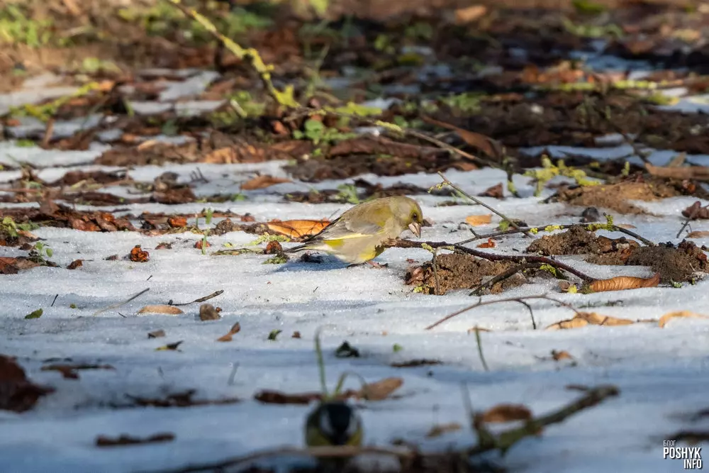 Што за птушка зелянушка?