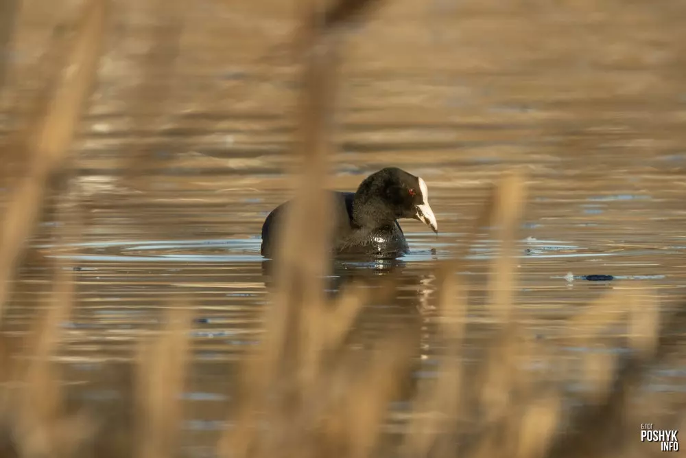 Вадаплаўная птушка Лысуха ці Лыска (Fulica atra) Вадаплаўная птушка Лысуха ці Лыска (Fulica atra)