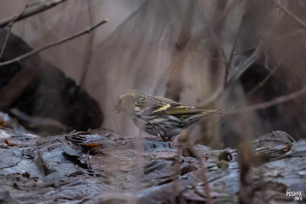 Птушка Чыж - апісанне і фота