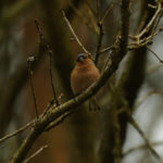 Зяблик (Fringilla coelebs)- как выглядит эта певчая птица? Как выглядит птица зяблик