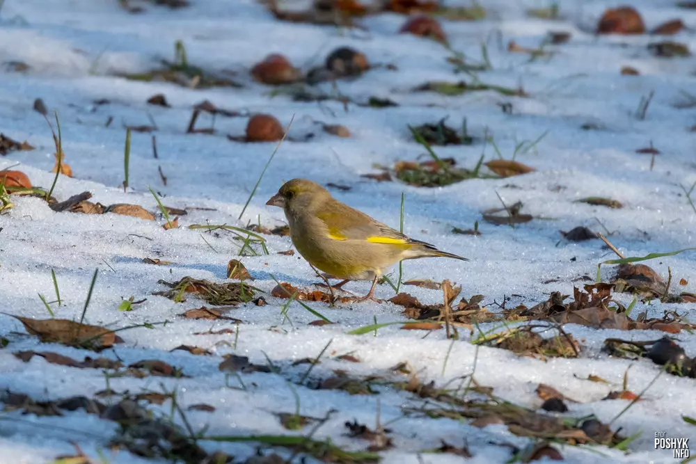 Як выглядае птушка зелянушка