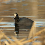 Водоплавающая птица Лысуха (Fulica atra) Лысуха