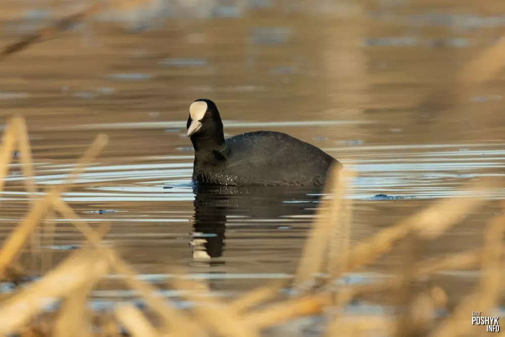 Вадаплаўная птушка Лысуха ці Лыска (Fulica atra) Вадаплаўная птушка Лысуха ці Лыска (Fulica atra)
