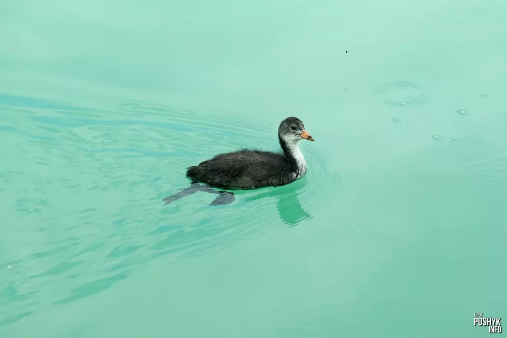 Птушаня птушкі лысухі Птушаня птушкі лысухі