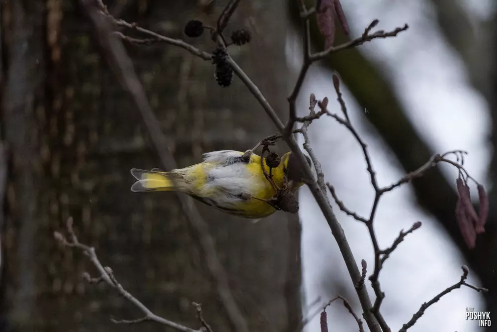 Птушка чыж Птушка чыж