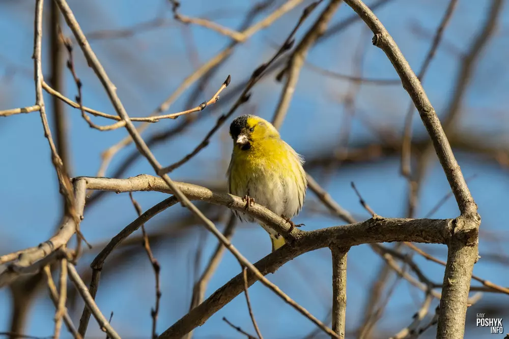 Птушка Чыж - самец Птушка Чыж - самец