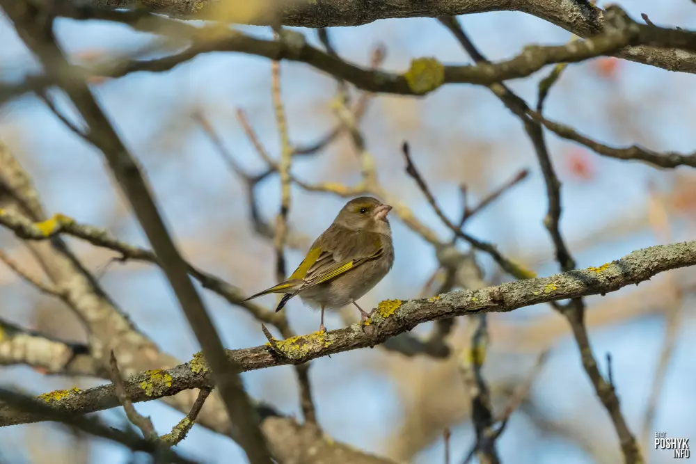 Птушка зелянушка самка